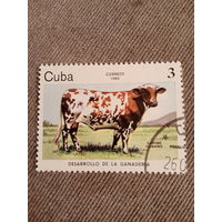 Куба 1984. Породы коров