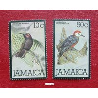 Ямайка: 2м птицы