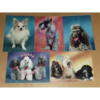 Календарики 1991 Собаки. 5 шт. одним лотом