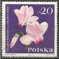 Польша. Цветы. Персиковый цикламен. 1964г. Mi#1534.