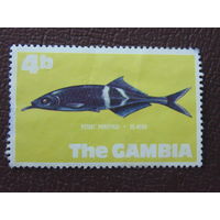 Гамбия. Морская фауна.