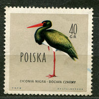 Птицы. Черный аист. Польша. 1960