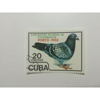 Куба 1985. Международная выставка голубей "PORTO 1985" - Порту, Португалия. Полная серия