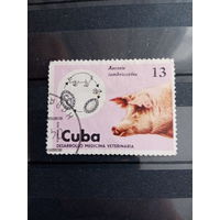 Куба 1975. Домашний скот. Свинья