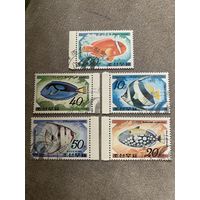 КНДР 1991. Коралловые рыбки