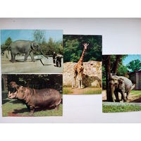 Почтовые карточки/открытки Польши животные цветные
