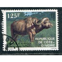 Кот-д.Ивуар. Фауна. Африканский буйвол