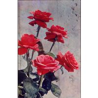 Розы 1973 год К.Колочкин