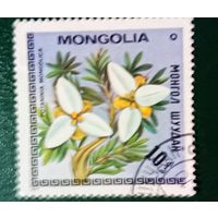 Марка Монголии 1979 Цветы