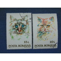 Румыния 1993 г. Кошки.
