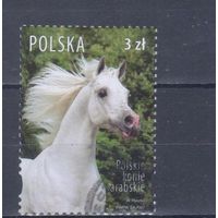 [659] Польша 2007. Фауна.Лошадь. Гашеная марка.