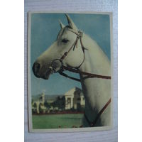 Голанд И., Голова лошади (Терской породы); 1956, чистая (филателия).