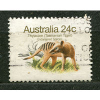Фауна. Тасманийский тигр. Австралия. 1981