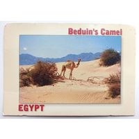 Египетская открытка. Верблюд бедуинов. Пустыня. Привезена из Египта