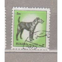 Собаки фауна Панама 1972 год лот 8