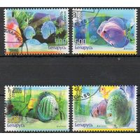 Аквариумные рыбы Беларусь 2006 год (677-680) серия из 4-х марок