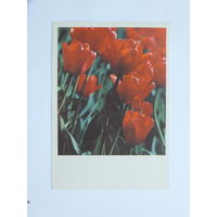Рязанцев тюльпаны 1968   10х15    см