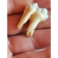Зубы животного