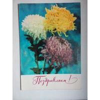 Костенко Г. Поздравляем! Цветы. Хризантемы. 1973 год #0047-FL1P24