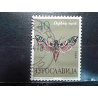 Югославия, 1964. Бражник