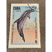 Куба 1984. Дельфины. Stenela plagiodon. Марка из серии