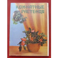 Комнатные растения. Набор открыток 1983 года ( 25 шт ). 16.