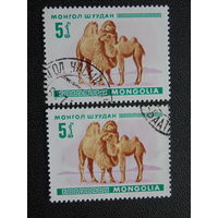 Монголия 1968 г. Фауна. Верблюжонок.