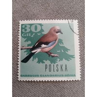 Польша 1966. Птицы. Garrulus Glandarius
