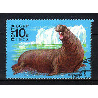 1978 СССР. Морской слон
