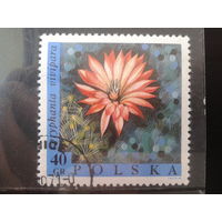 Польша 1968  Цветы