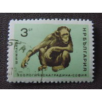 Болгария 1966 г. Шимпанзе.