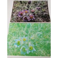 2 болгарские открытки с разной цветовой гаммой фото цветов "сон-травы" 1974г.