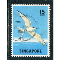 Сингапур. Птицы. Светлая крачка