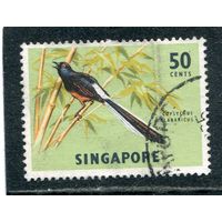 Сингапур. Птицы. Белопоясничный шама-дрозд