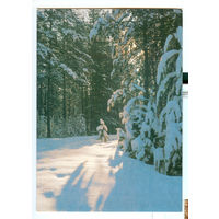 Фотооткрытка. Зимний лес. 1984 год