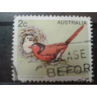Австралия 1979 Птица