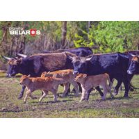 Беларусь 2022  посткроссинг фауна туроподобный скот