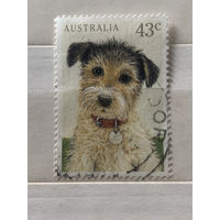 Австралия 1991. Породы собак