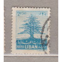 Флора Кедр из Ливана, Баальбека и Бофорта Ливан 1952 год   лот 12