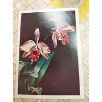 Открытка. Орхидея. Фото Ковригин. 1958 год. ИЗОГИЗ.