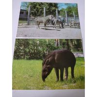 2 открытки с животными 1972г. (на обороте текст о животных на украинском языке)