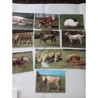 Открытки СССР с домашними животными, лошадь, корова, свинка, кролик, козочка, осел