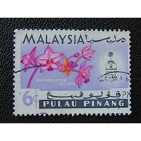 Малайзия. Цветы.