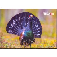 Беларусь 2019 посткроссинг открытка фауна птицы глухарь