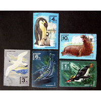 СССР 1978 г. Животный мир Антарктиды. Морская Фауна, полная серия из 5 марок #0038-Ф2P7
