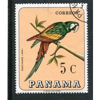 Панама. Птицы