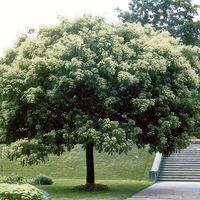 Эводия Даниэля, Медовое дерево Саженец ЗКС 25 см, 2 года.