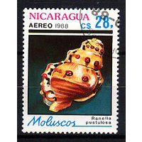1988 Никарагуа. Ракушка.