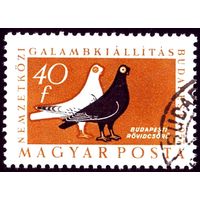 Международная выставка голубей Венгрия 1957 год 1 марка
