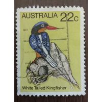 Австралия Птицы